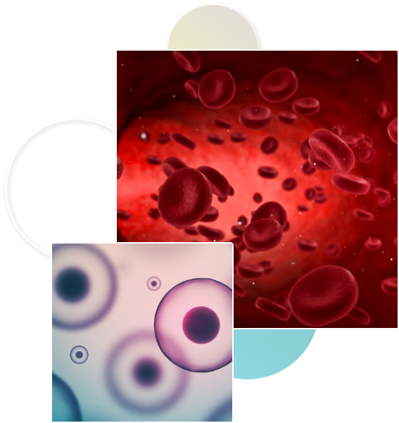 A picture of red blood cells.